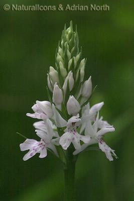 Common Spotted Orchid