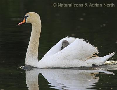 Mute Swan and Cygnet