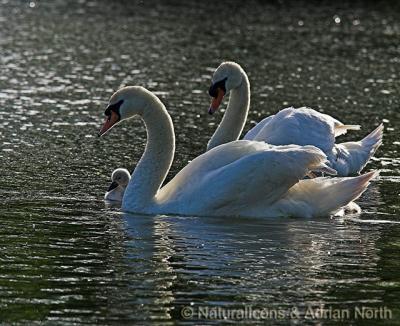 Mute Swan Family