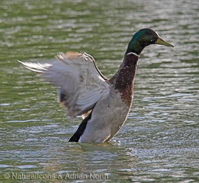 Mallard Stretching