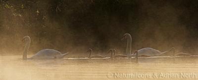 Mute Swan Family in Morning Mist