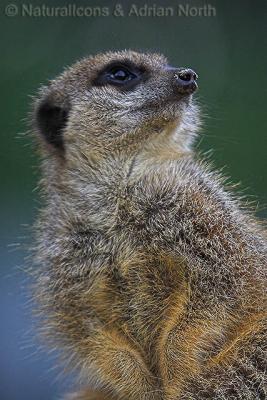 v3/94/517594/3/45491186.29062005_181639__MarwellMeerkat_001.jpg