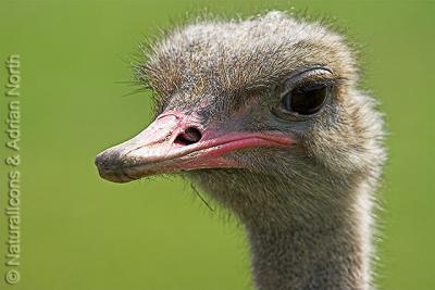 Ostrich (C) Portrait
