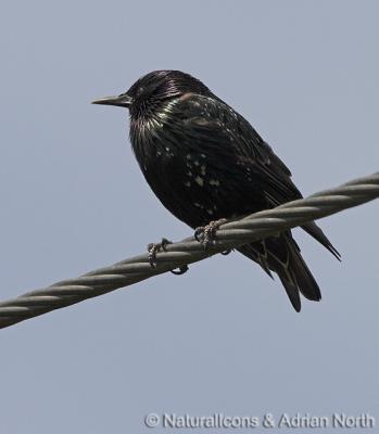 Starling on Wire