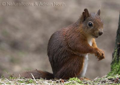v3/94/517594/3/46758642.16072005_095520__RedSquirrel_SciurusVulgaris_001.jpg