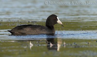 Coot and Food