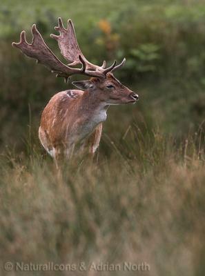 Fallow Deer Stag