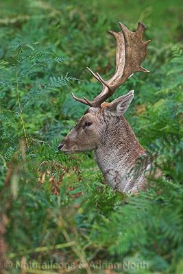 Fallow Deer Stag