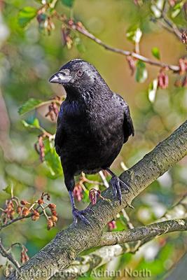 Carrion Crow in tree