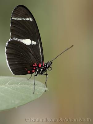 Crimson-Patched Longwing on Leaf