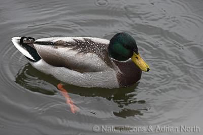 Mallard Duck in Rain
