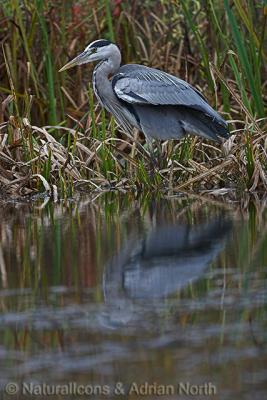 Grey Heron Stalking