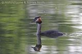 Great Creasted Grebe