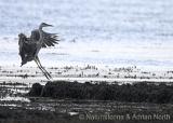 Grey Heron Landing