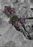 Purple Flower in Rock