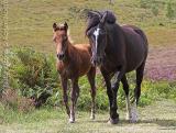 New Forest Mother and Foal