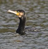 Cormorant