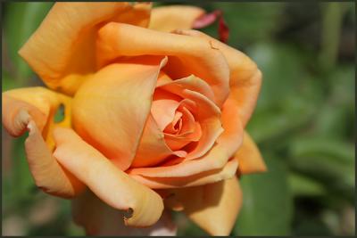 mandarin rose
