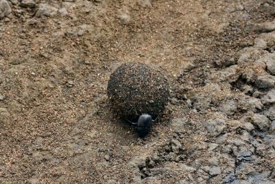 Dung Beetle