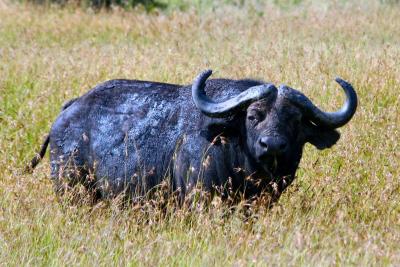 Cape Buffalo