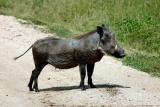 Warthog