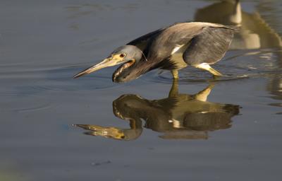 KRV_0605_Tricolor Heron_BRZ.jpg