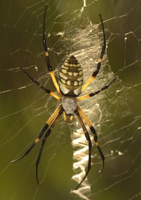 KRV_0705_Golden Silk Spider 1.jpg