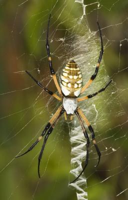 KRV_0705_Golden Silk Spider 2.jpg
