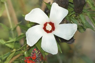 White Flower.jpg