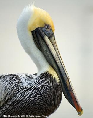 Pelicans & Cormorants