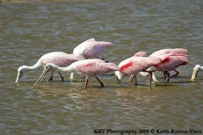 KRV_0605_Roseate Spoonbills.jpg