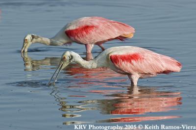 KRV_0605_Spoonbills.jpg