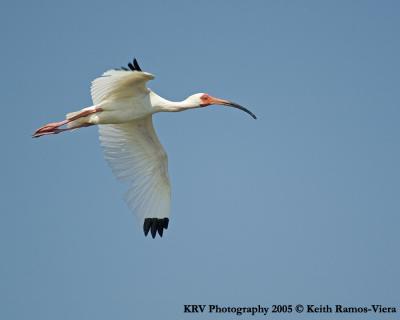 KRV_0605_White Ibis 2.jpg