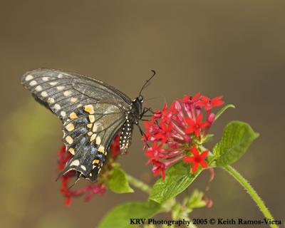 KRV_0805_Swallowtail Butterfly.jpg