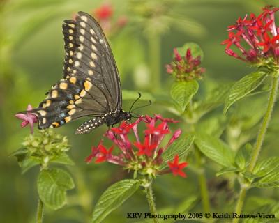 KRV_0805_Swallowtail Butterfly 2.jpg
