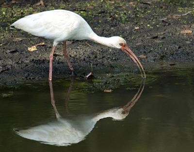 ibis.jpg