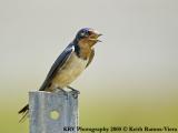 KRV_0605_Barn Swallow.jpg