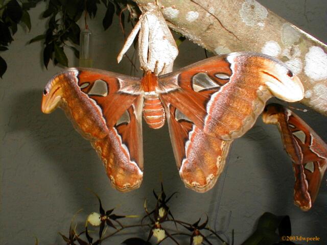 BigMoth