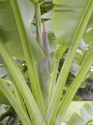 Banana bloom forming (1)