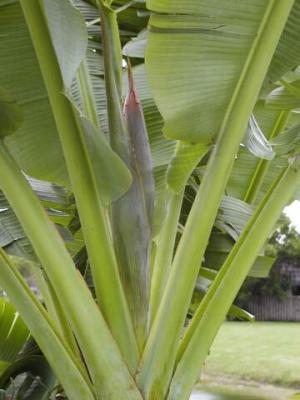 Banana bloom forming (2)