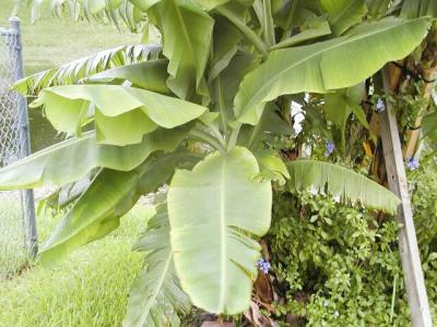 Young banana plant