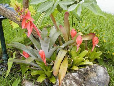 Two types bromeliad (2)