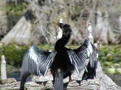 Anhinga