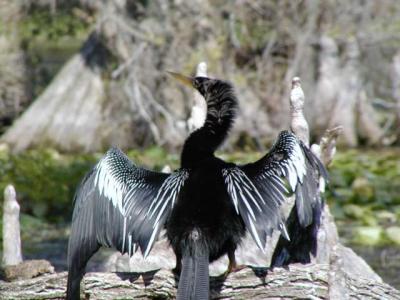 Anhinga