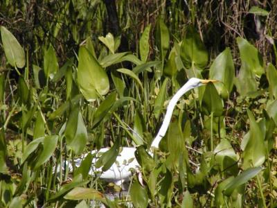 Great Egret