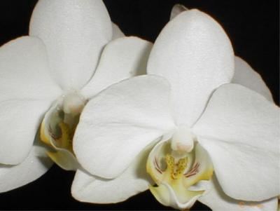 2_Orchids