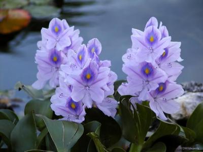 Hyacinth