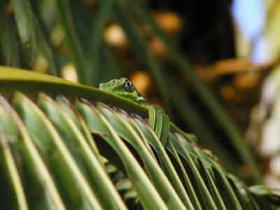 Knight Anole