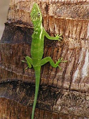 Knight Anole Anolis  equestris