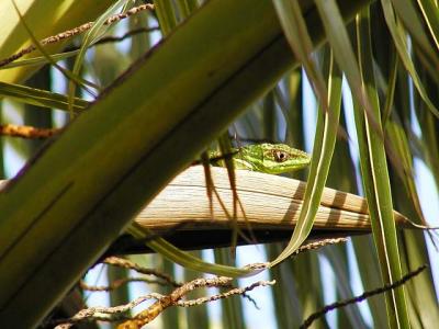 Knight Anole